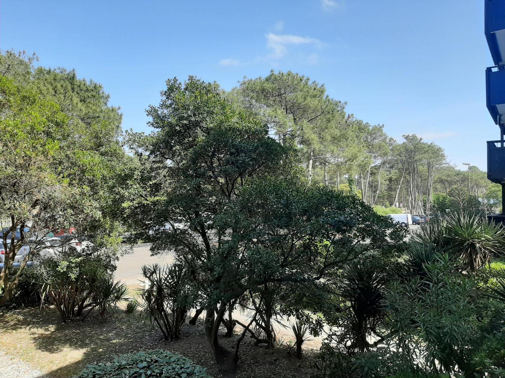 Studio Cosy Proche Ocean Et Commerces, Parfait Pour Des Vacances A Deux! - Fr-1-239-437 Seignosse Exterior photo